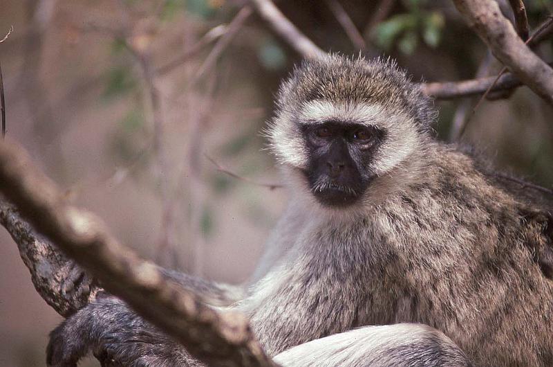 WT 1400 196-20 Kenya.jpg
